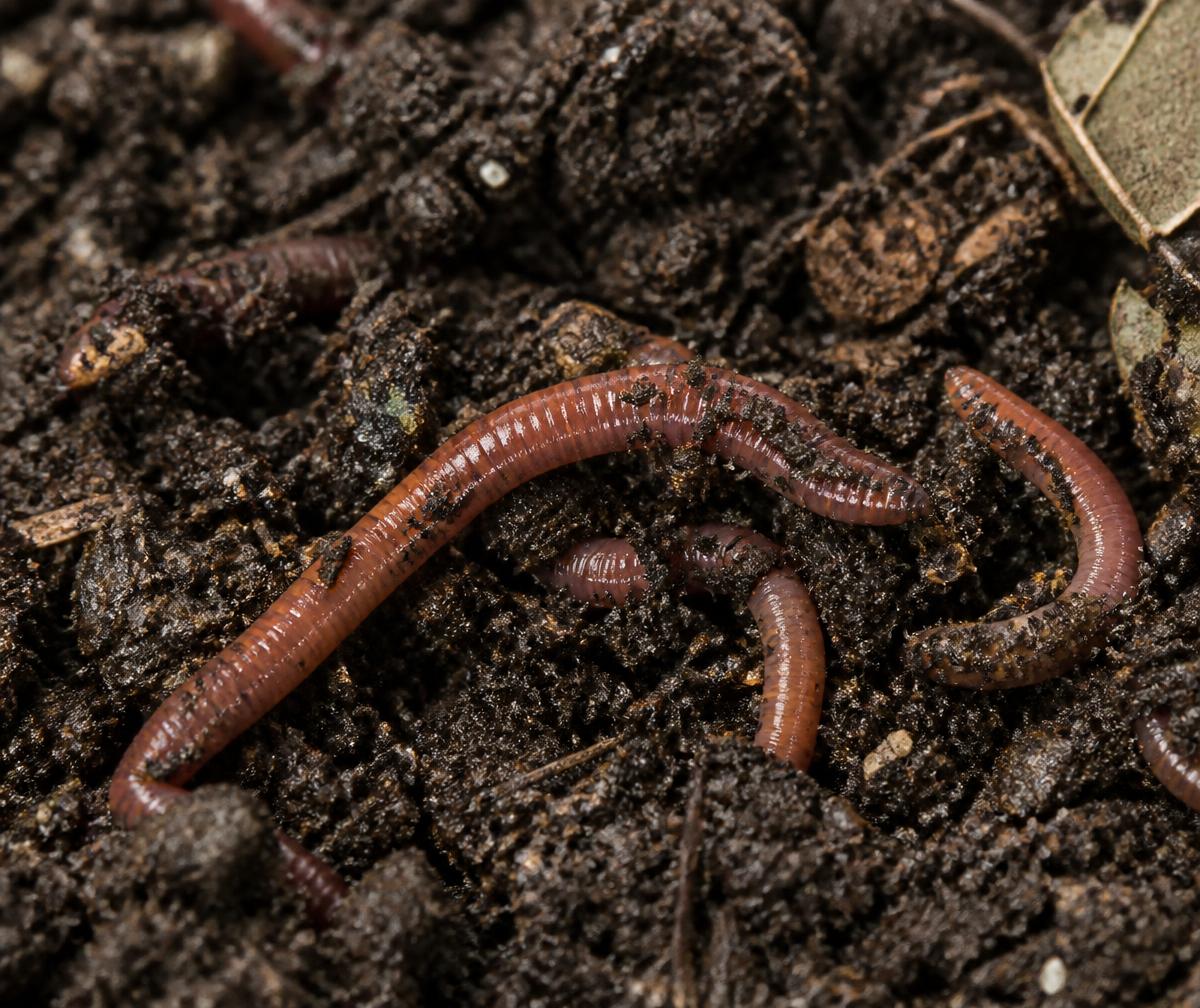 Earthworms working through rich vermicompost