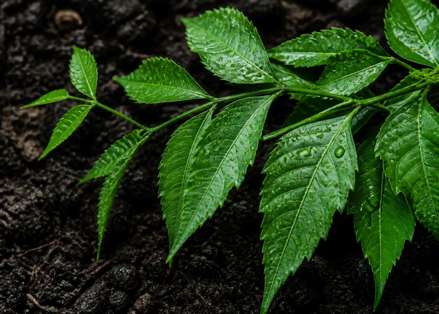 Fresh neem leaves with water droplets resting on dark soil